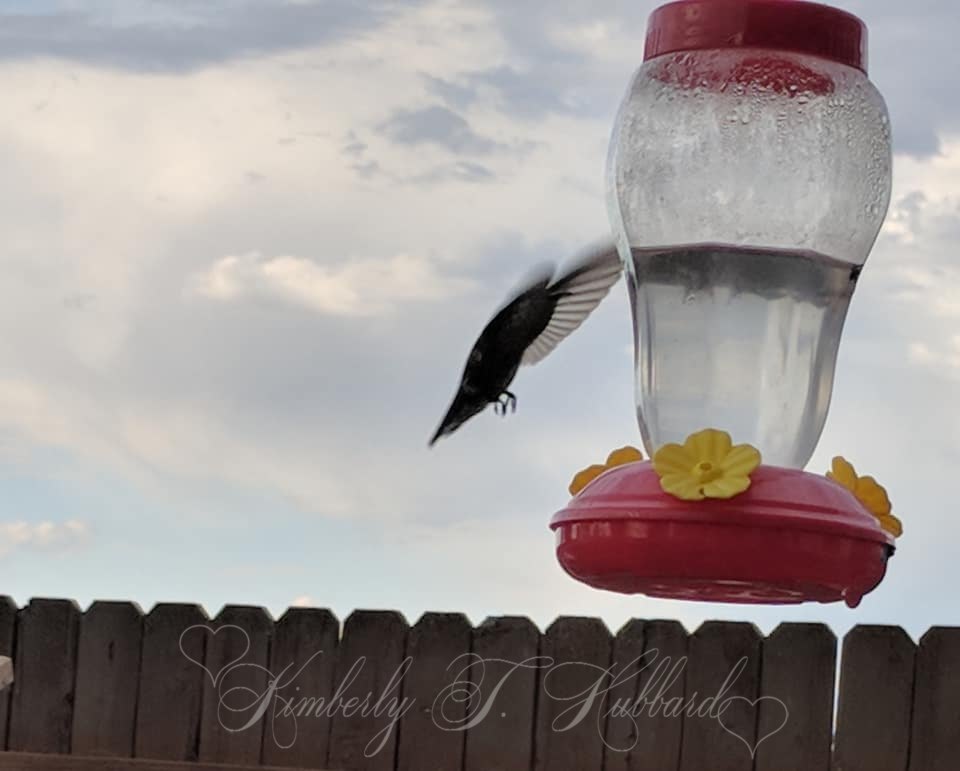 Backyard Visitor