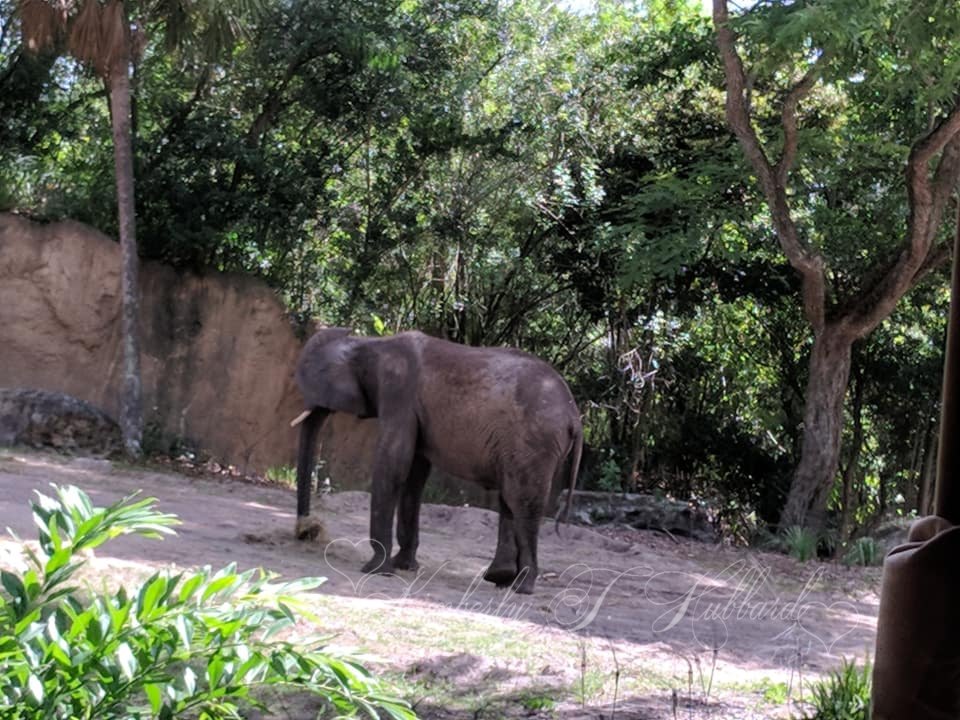 Just an Elephant Eating Lunch