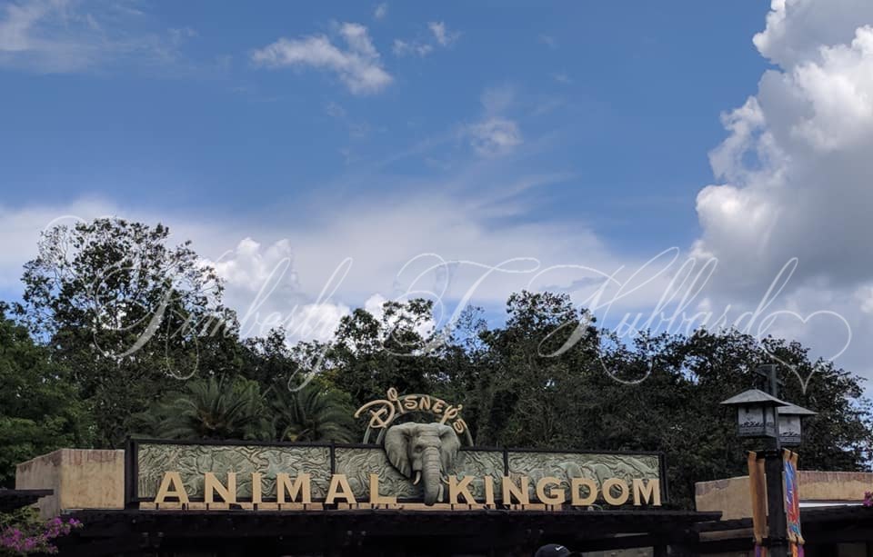 Disney World Animal Kingdon