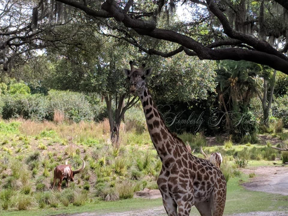 Giraffe & Ankole Cattle on the Kilimanjaro Safari Ride