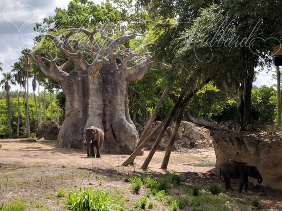 Elephants on the Kilimanjaro Safari Ride