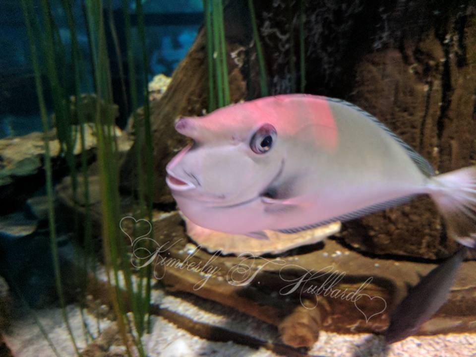 Unicorn Tang Fish