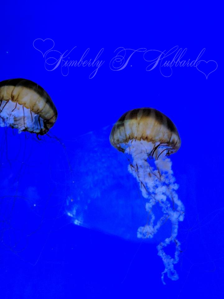 Pacific Sea Nettle