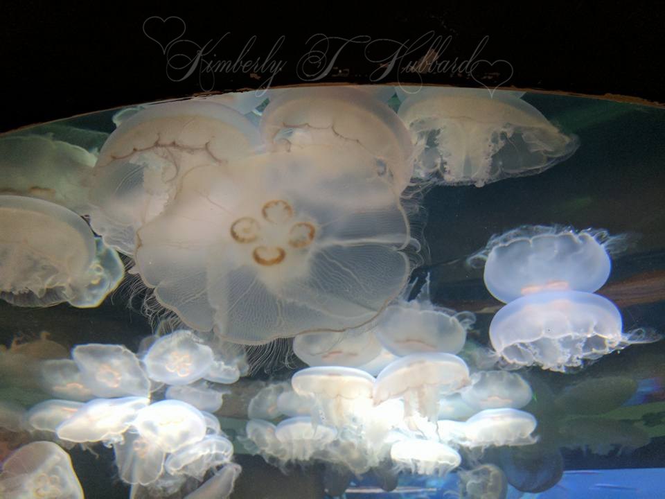 Moon Jellyfish