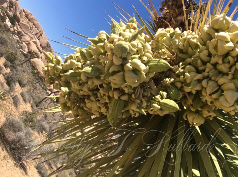 Blooming Joshua Tree