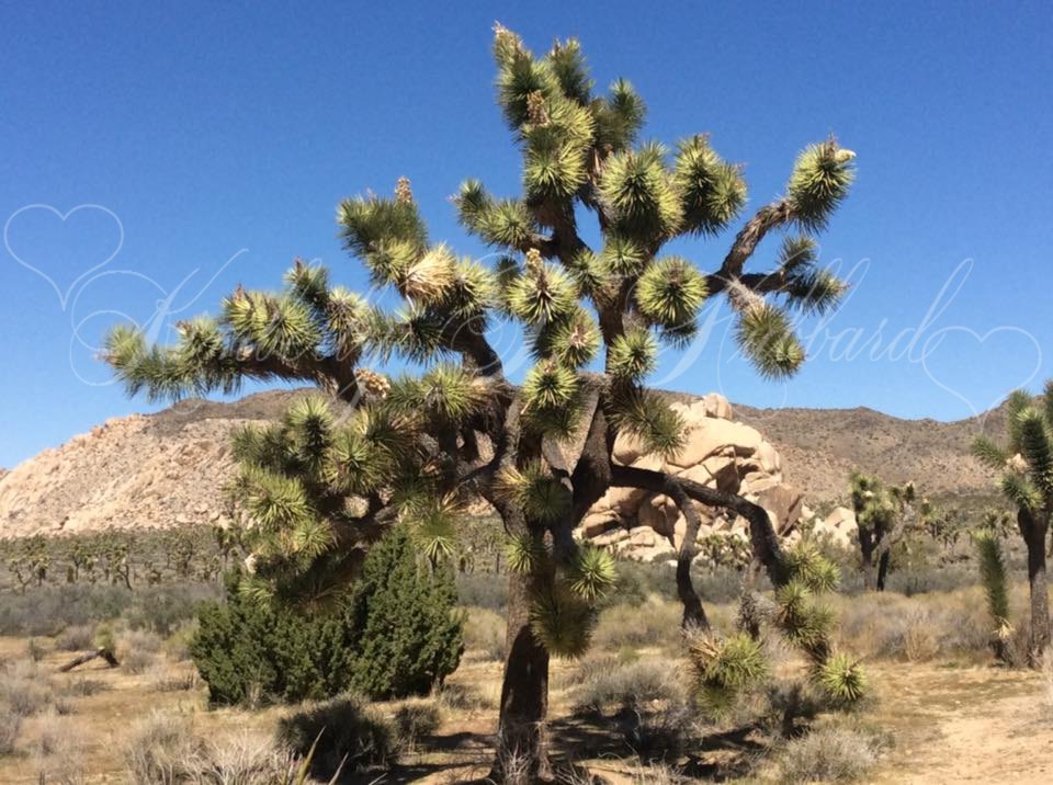 Joshua Tree