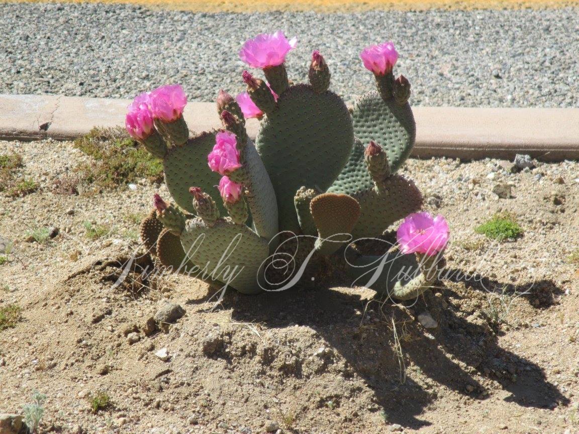 Cactus are so beautiful in bloom