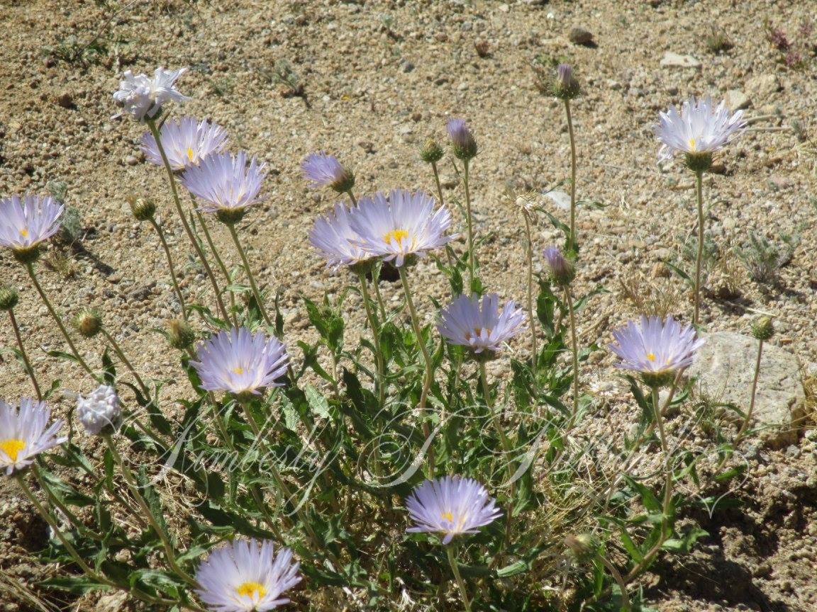 Desert Wild Flowers