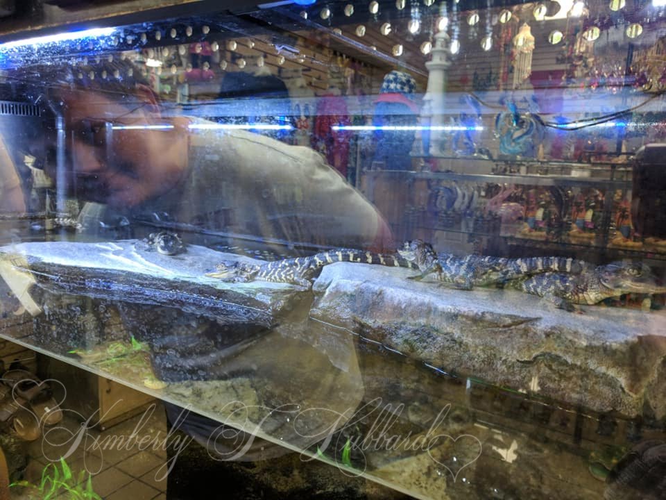 Silly Kid Making Friends with the Baby Gators