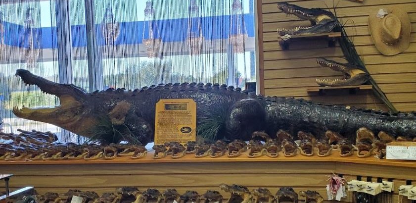 13 Foot Gator