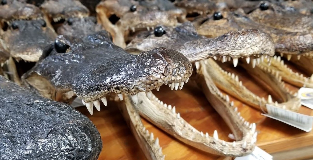 Because Everyone Needs a Gator Jaw Souvenir