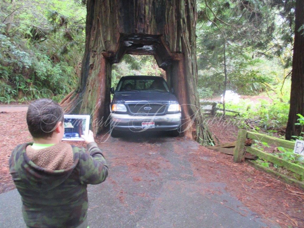 Driving through a giant Redwood