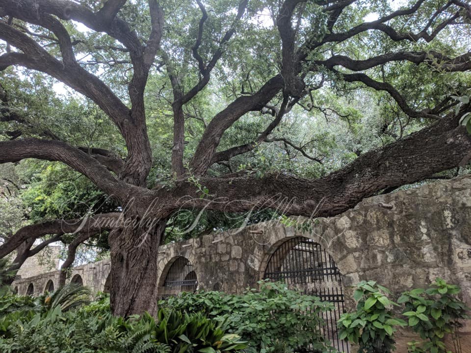 Heritage Oak in the Alamo