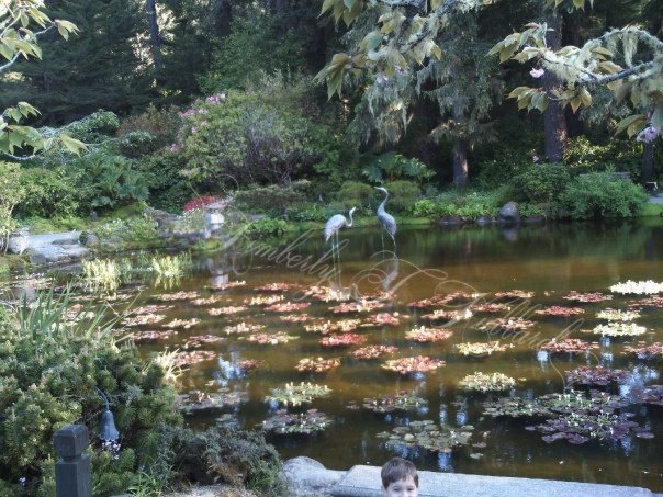 Oriental Gardens & Lily Pond