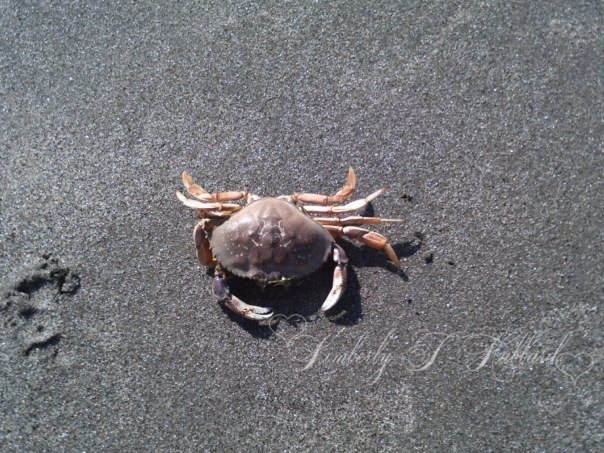 Crab