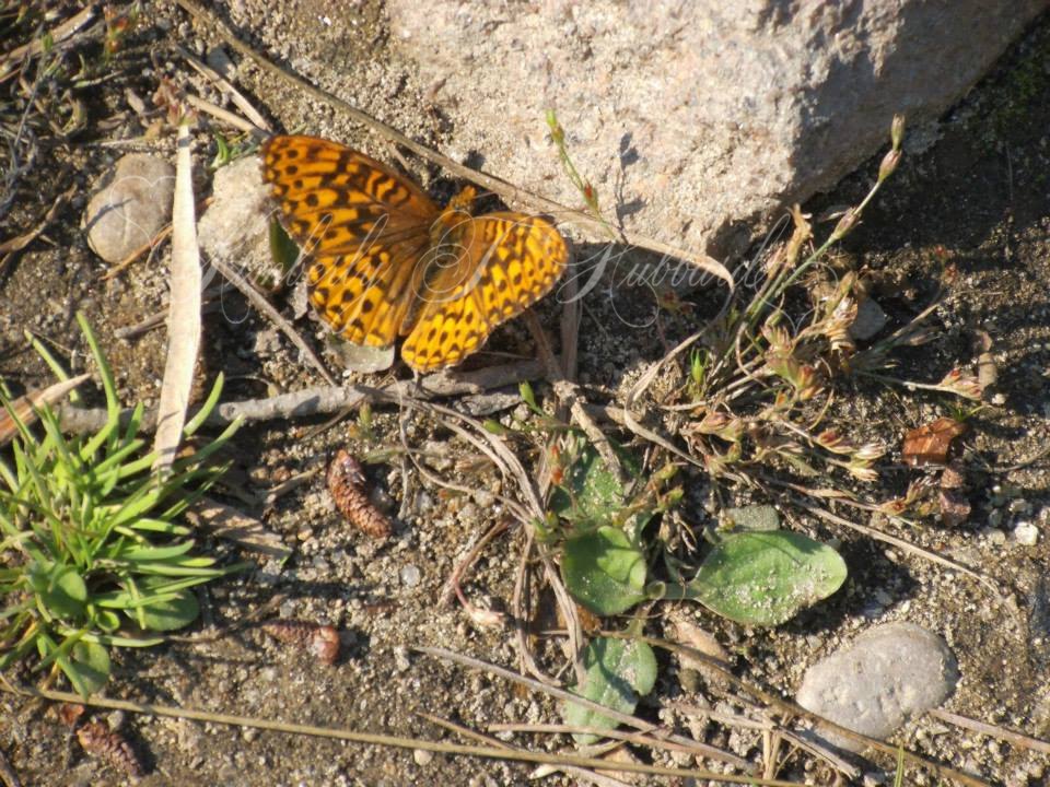 The Ground Was Covered In These Guys