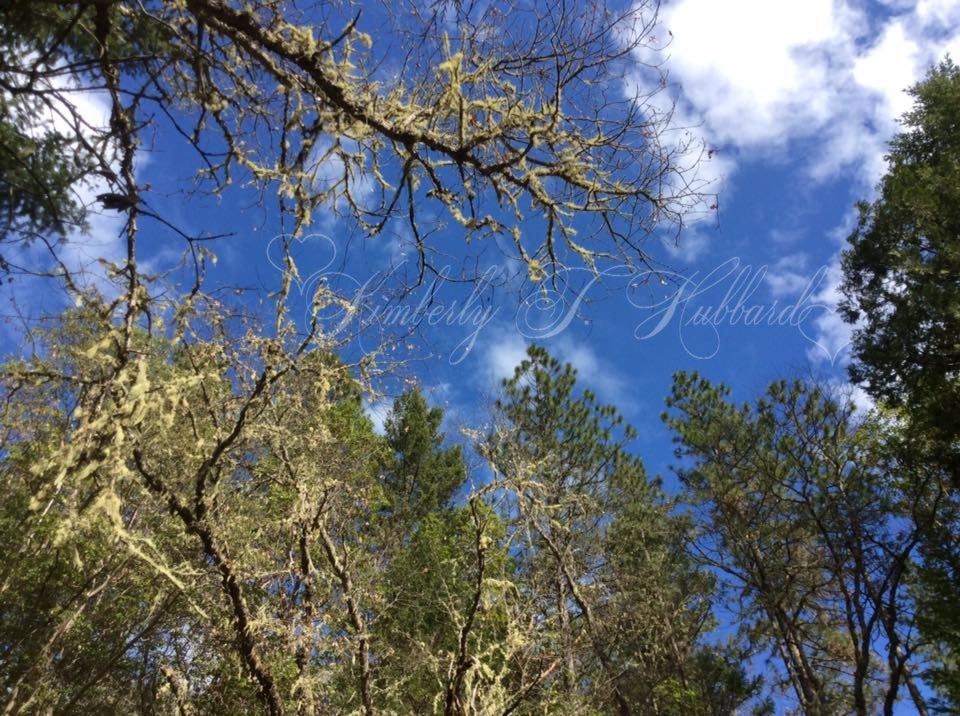 Standing at the very center of the Oregon Vortex looking up